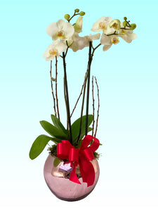 Orquídea